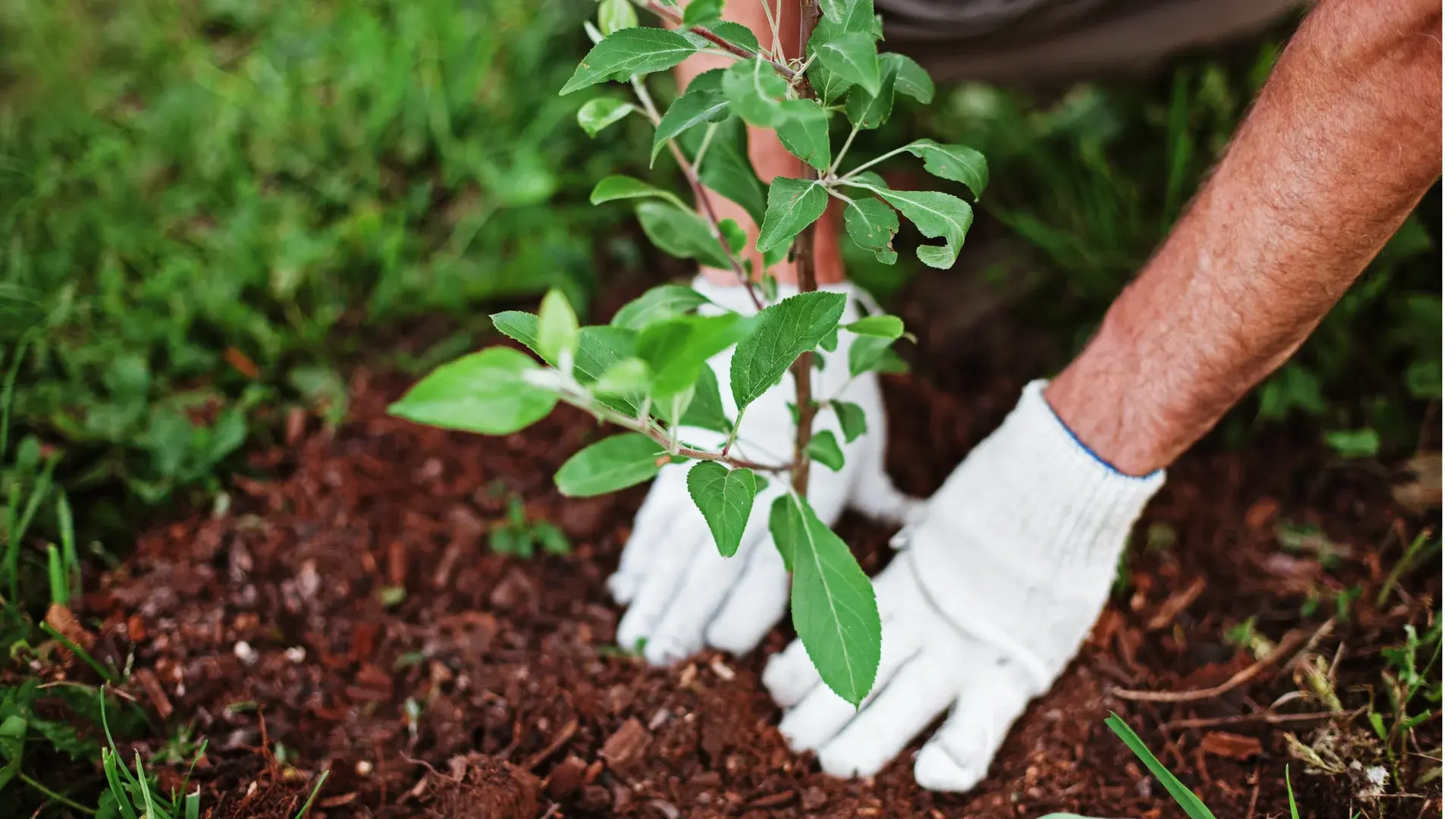 D&eacute;sherbage des all&eacute;es et massifs